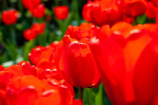 Bellissimi tulipani rossi nella stagione primaverile