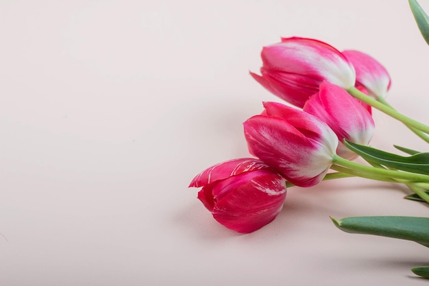 Bellissimi tulipani rossi si trovano su una vista dall'alto di sfondo rosa chiaro