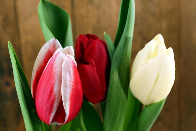 Bellissimi tulipani su sfondo colorato