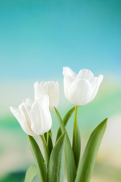 Bellissimi tulipani su sfondo luminoso