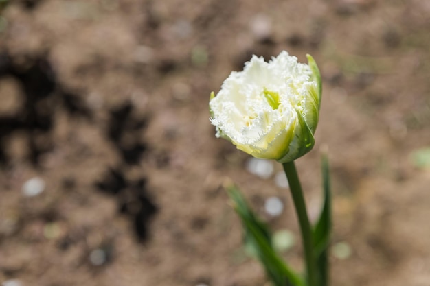 Bellissimi tulipani su un'aiuola in giardino Primavera sfondo fiore di Pasqua Boccioli chiusi di fiori primaverili Messa a fuoco selettiva morbida La bellezza è nella natura Fiore da giardino in fiore con petali bianchi