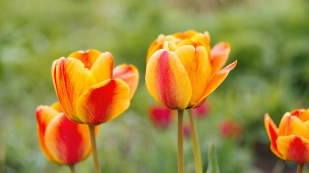 bellissimi tulipani su un campo