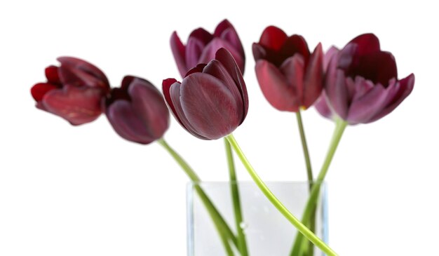 Bellissimi tulipani viola isolati su bianco