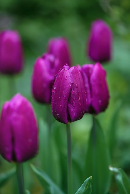 Bellissimi tulipani viola scuro nella fosca mattina nebbiosa di una giornata piovosa