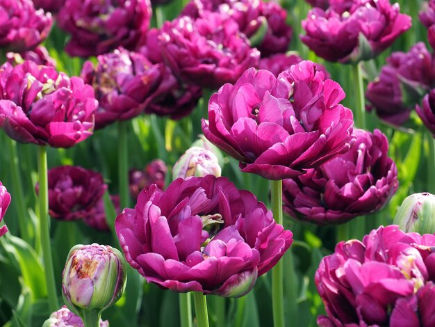 Bellissimi tulipani viola Sfondo primavera estate brillante