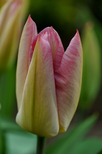 bellissimi tulipani