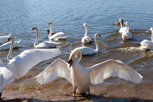 Bellissimi uccelli acquatici Swan sul lago in primavera