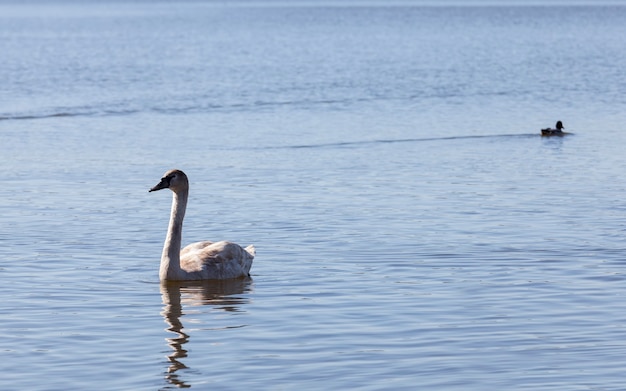 Bellissimi uccelli acquatici Swan sul lago in primavera