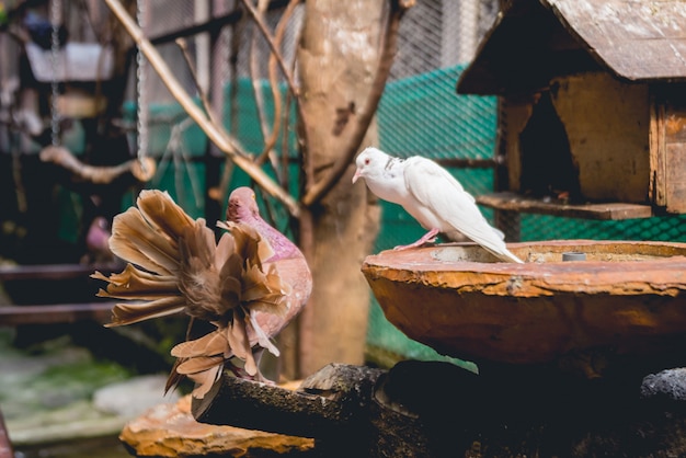 Bellissimi uccelli allo zoo tropicale.