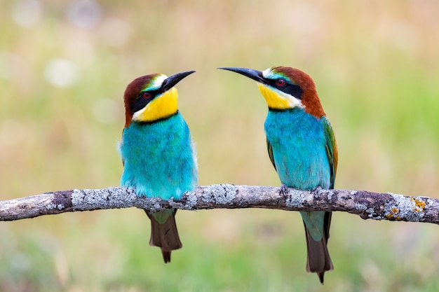 Bellissimi uccelli colorati appollaiati su un ramo