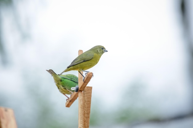 Bellissimi uccelli colorati in natura che si nutrono di vari tipi di frutta.