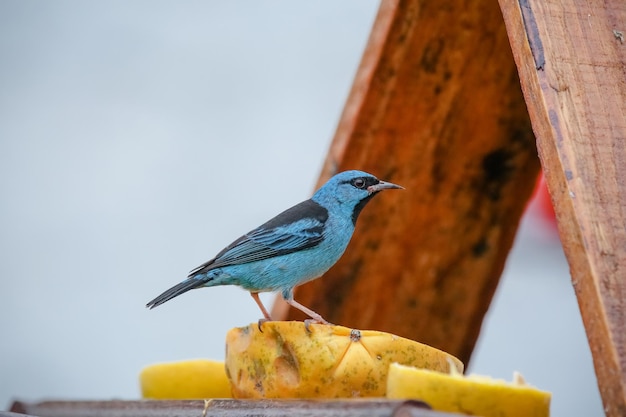 Bellissimi uccelli colorati in natura che si nutrono di vari tipi di frutta.