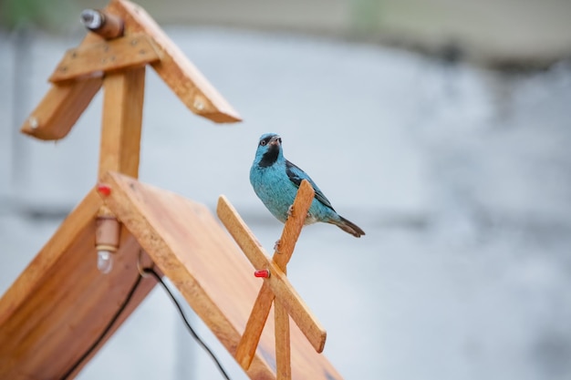 Bellissimi uccelli colorati in natura che si nutrono di vari tipi di frutta.