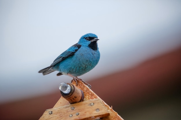 Bellissimi uccelli colorati in natura che si nutrono di vari tipi di frutta.