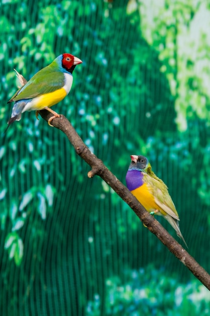 Bellissimi uccelli Guldova Amadina Erythrura gouldiae seduto su un ramo