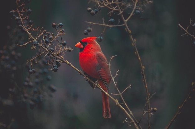 Bellissimi uccelli nel mondo