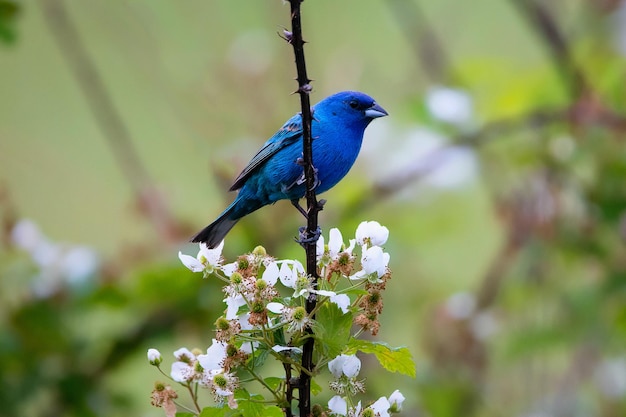 Bellissimi uccelli passero