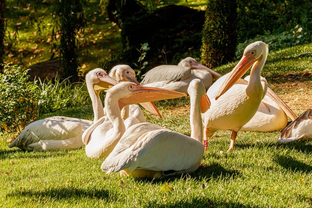 Bellissimi uccelli pellicani sull'erba