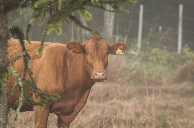 Bellissimi vitelli red angus al pascolo nutriente