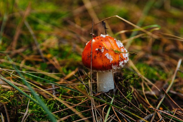 Bellissimo agarico di mosca che cresce sul suolo muschioso della foresta