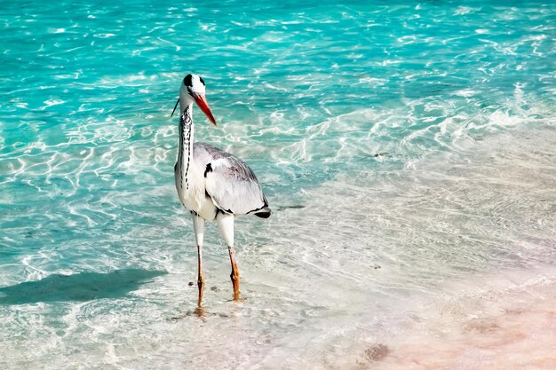 Bellissimo airone bianco selvatico su una bellissima spiaggia fantastica nelle isole Maldive contro l'acqua cristallina