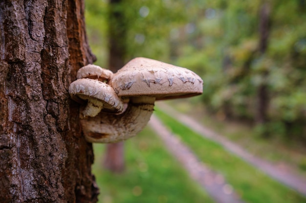 Bellissimo albero autunnale con funghi e muschio nella foresta