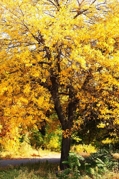 Bellissimo albero autunno