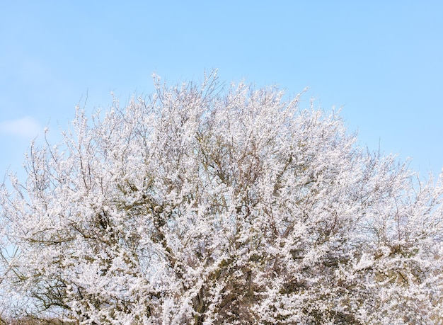 Bellissimo albero con fiori bianchi che crescono su un ciliegio o un melo all'esterno in un frutteto Delicate fioriture primaverili fresche isolate contro un cielo blu per la natura copia spazio sullo sfondo