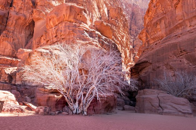 Bellissimo albero con un tronco bianco nel canyon nel deserto dei wadi rum