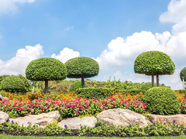 Bellissimo albero dei bonsai nel parco