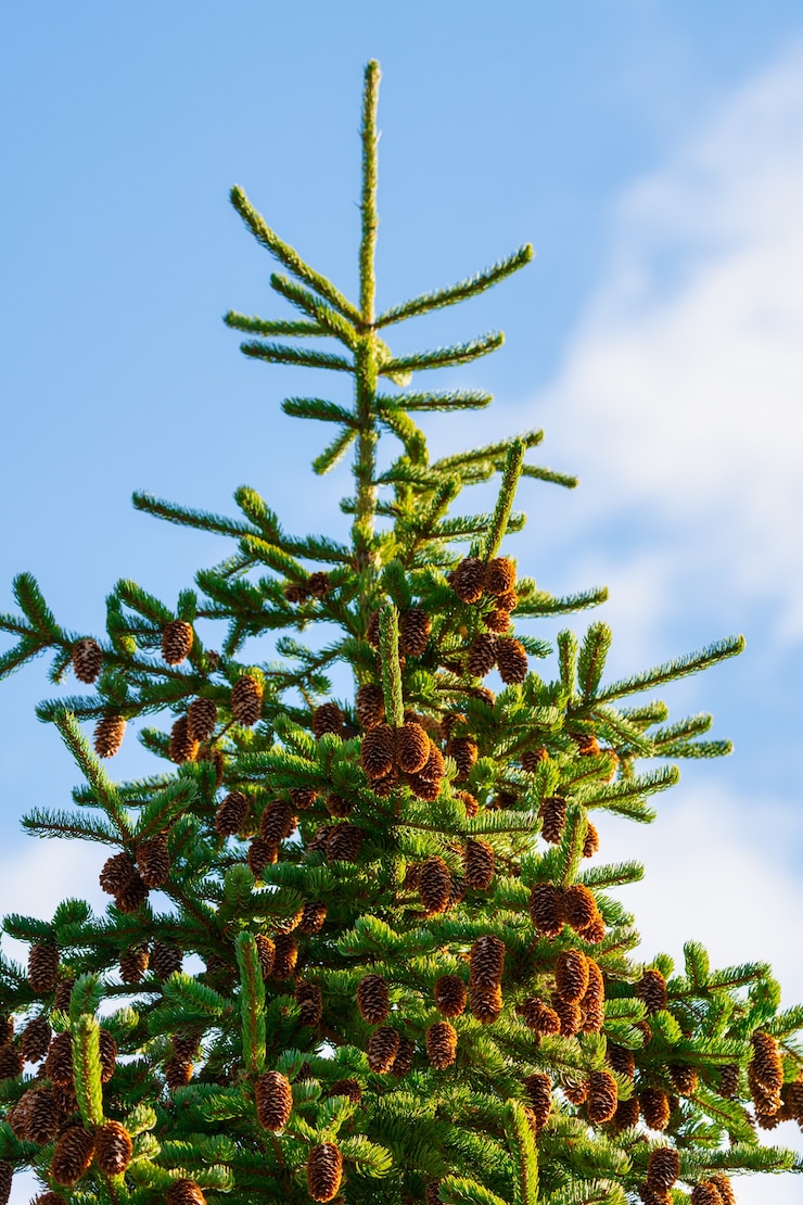Foto bellissimo albero di abete lanuginoso con molte pigne marroni contro il cielo blu con tempo soleggiato.