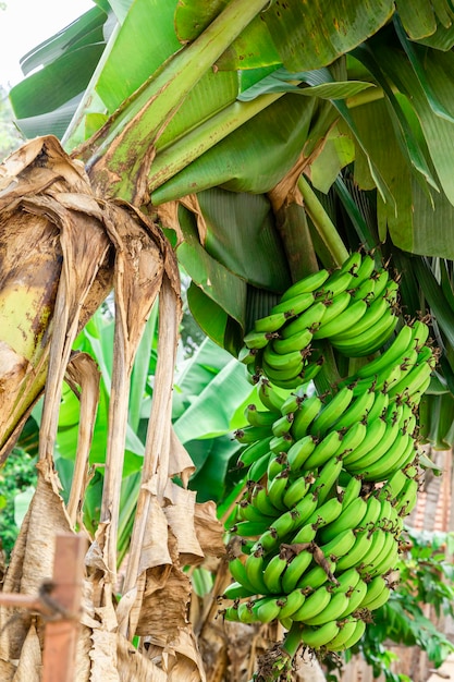 Bellissimo albero di banane con un enorme mazzo di banane verdi.