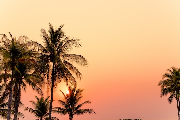 bellissimo albero di cocco con tramonto