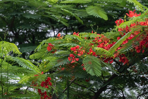 Bellissimo albero di fenice, disposizione ordinata di fiori rosso fuoco e foglie verdi