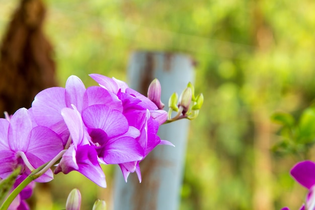 Bellissimo albero di fiori di orchidea viola