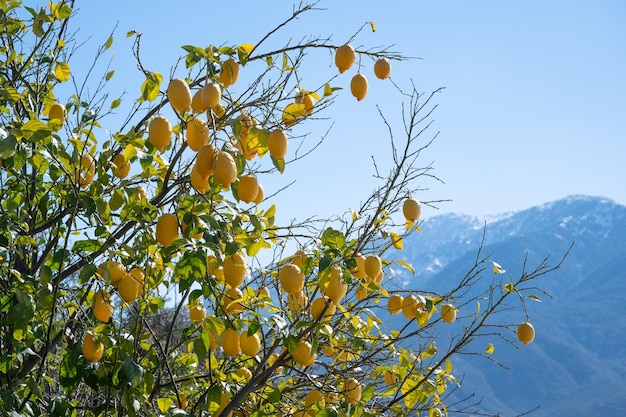 Bellissimo albero di limone contro le montagne sullo sfondo