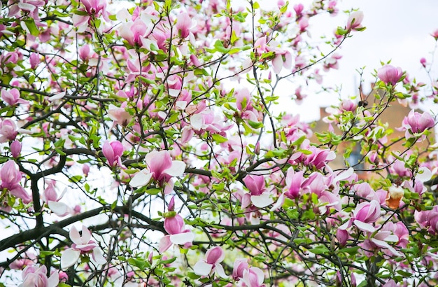 Bellissimo albero di magnolia all'aperto Fiore in fiore in primavera