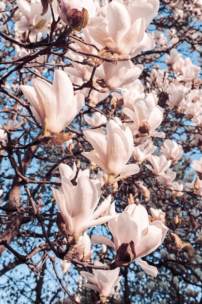 Bellissimo albero di magnolia fiorisce in primavera Fiore di magnolia bianco Jentle contro la luce del tramonto Sfondo floreale romanticoxA