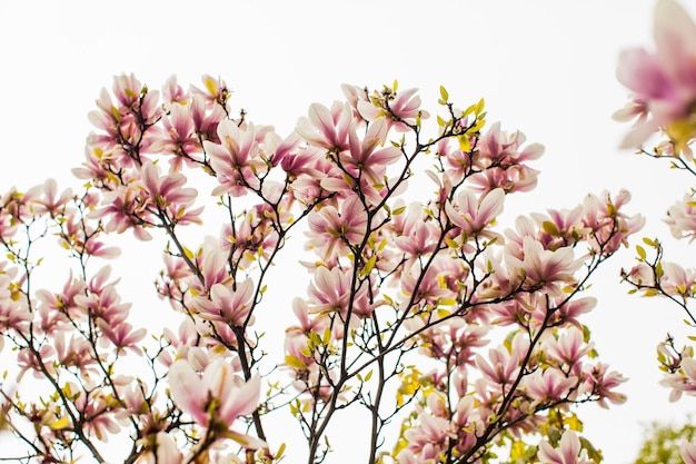 Bellissimo albero di magnolia in fiore di colore rosa in primavera Vista dal basso