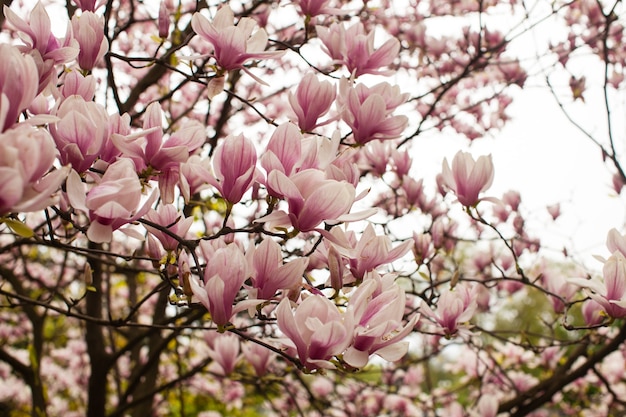 Bellissimo albero di magnolia in fiore di colore rosa in primavera