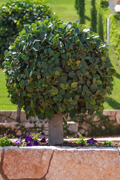 Bellissimo albero di mandarino nel giardino Bahai di Haifa in Israele