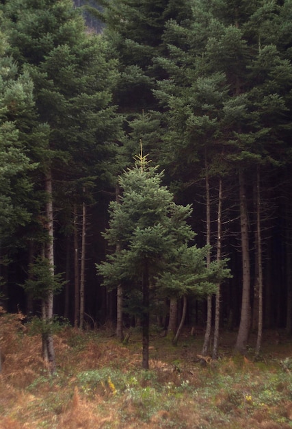 Bellissimo albero di Natale in montagna nella foresta autunnale dell'isola di Evia Grecia