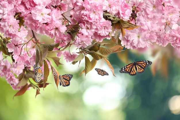 Bellissimo albero di sakura con delicati fiori rosa e farfalle volanti all'aperto