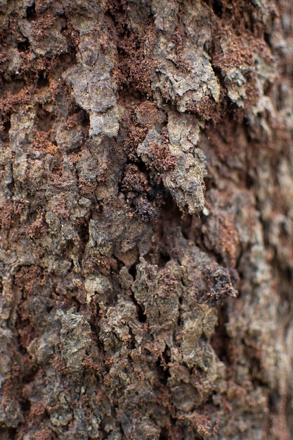 Bellissimo albero di texture in Indonesia