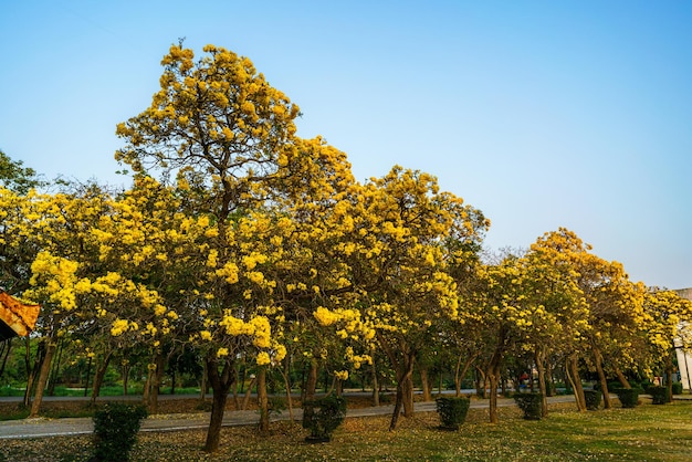 Bellissimo albero di tromba giallo dorato in fiore o tabebuia aurea lungo la strada del giallo che fiorisce con il parco in primavera nel giardino e sullo sfondo del cielo al tramonto in Thailandia