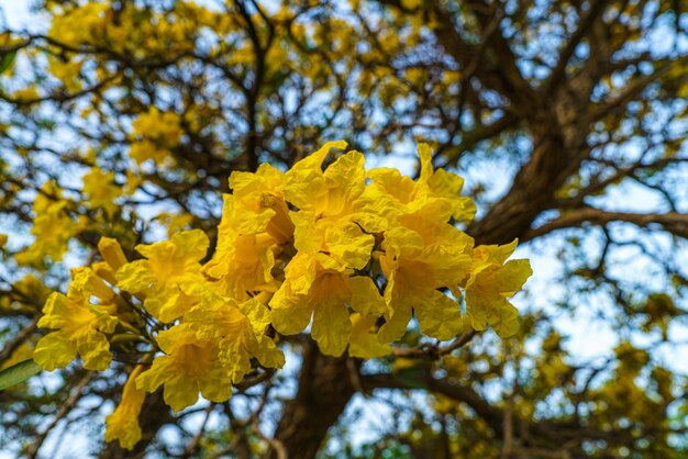 Bellissimo albero di tromba giallo dorato in fiore o Tabebuia stanno fiorendo con il parco in primavera nel giardino e sullo sfondo del cielo blu al tramonto in Thailandia