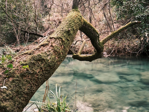 Bellissimo albero e fiume nella natura