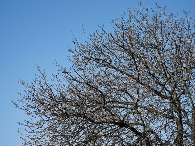 Bellissimo albero e sfondo del cielo