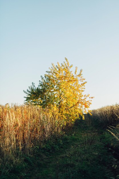 Bellissimo albero giallo autunnale e campo di campagna con strada nella calda luce del sole Serata tranquilla