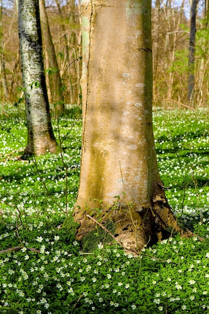 Bellissimo albero grande primo piano in un paesaggio forestale naturale in primavera con alberi sullo sfondo Vista parco all'aperto di erba verde fiori bianchi e vita vegetale in crescita Giornata rilassante nella natura